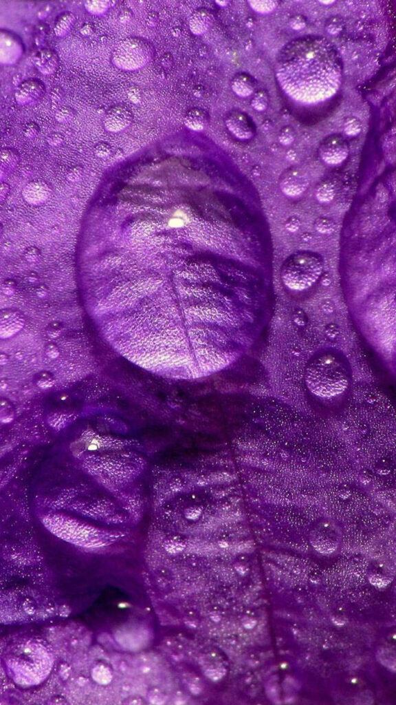 Downward Journey: Captivating Dewdrop on Leaf for Your Purple iPhone Background Wallpaper