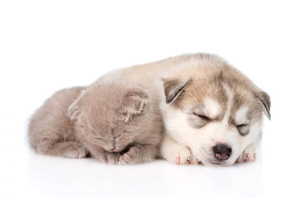 Inseparable furry best friends: Capturing a priceless bond between a lovable Kitten and Puppy! Wallpaper