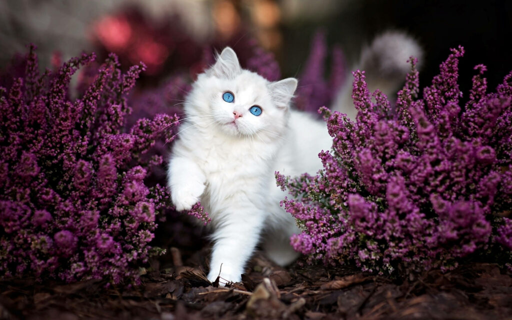 Fluffy white kitten with blue eyes walking through vibrant purple flowers soft natural light Wallpaper