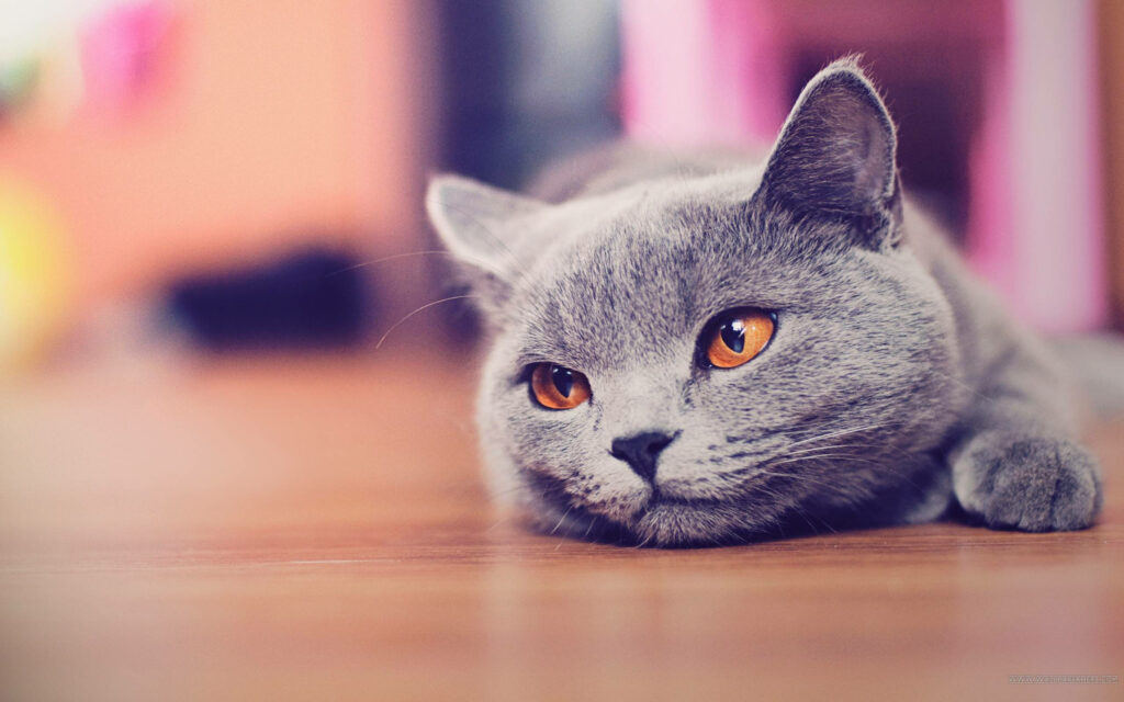 Whiskered Observer: Adorable Feline Captures Your Desktop with its Curiosity Wallpaper