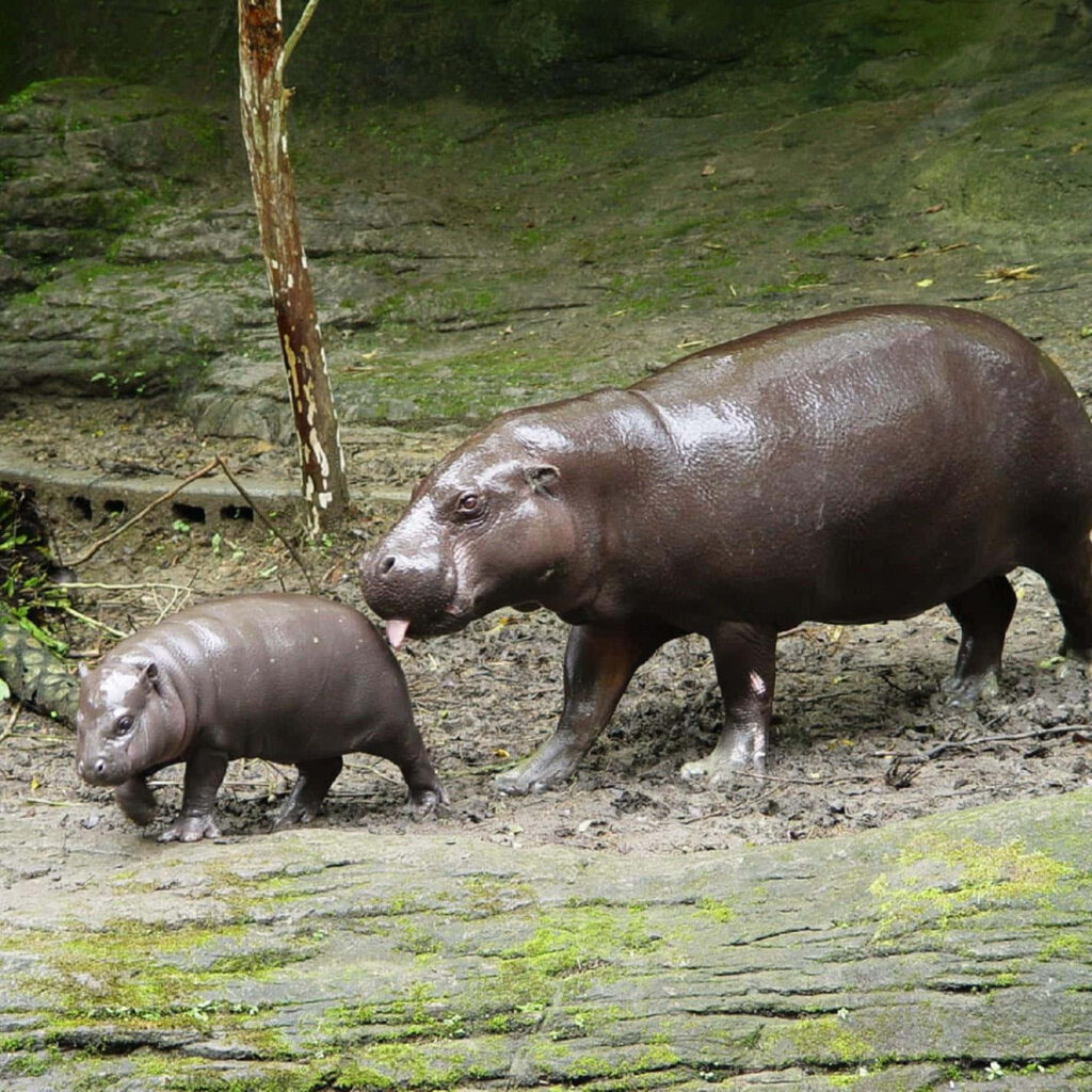 Pygmy Hippopotamus and Calf in Serene Green Habitat Wallpaper