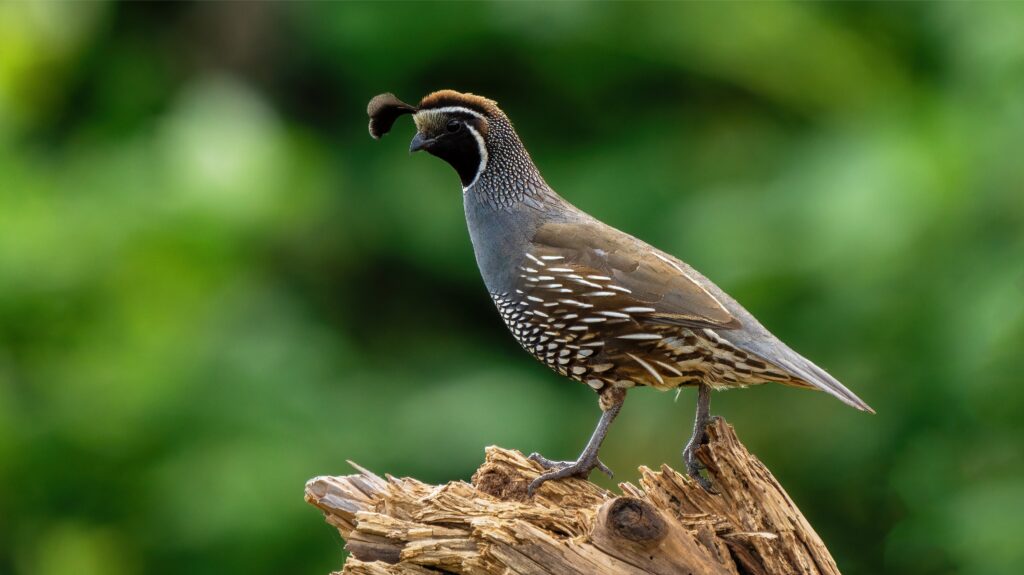 Quail on Weathered Wood: Detailed Bird Wallpaper Background