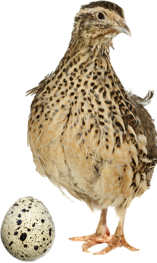 Quail and Speckled Egg on Transparent Background – Intricate Details Wallpaper