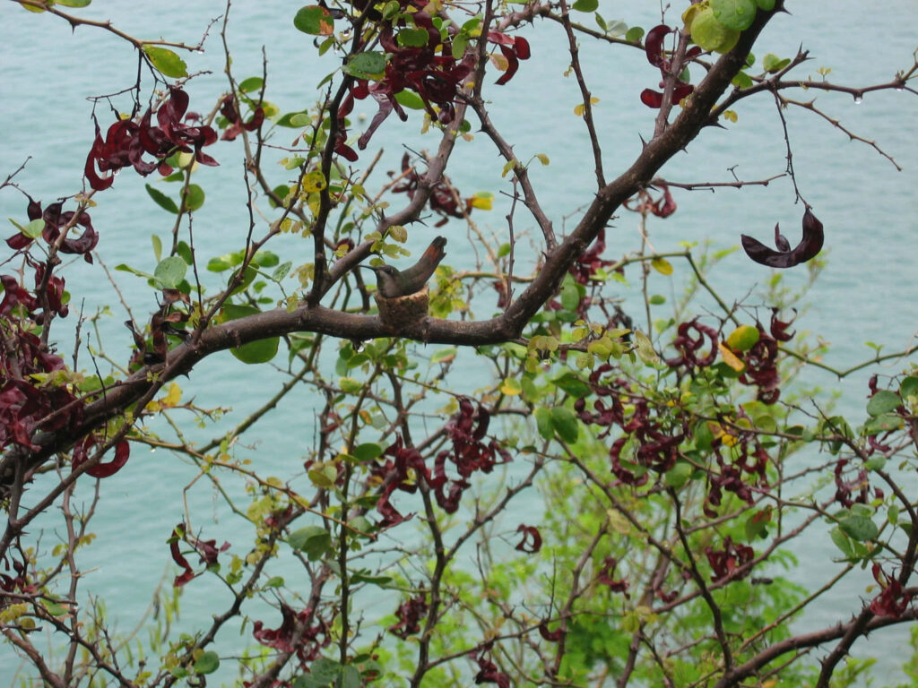 Vibrant Hummingbird Nest Wallpaper Amidst Lush Foliage & Water