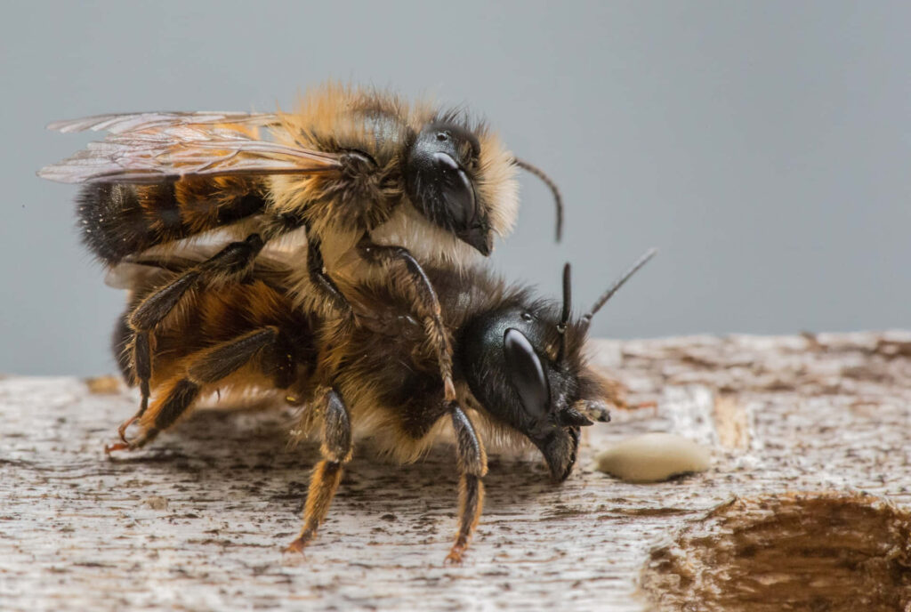 Intimate Bee Mating: Queen & Drone Highlights Hive Life Wallpaper