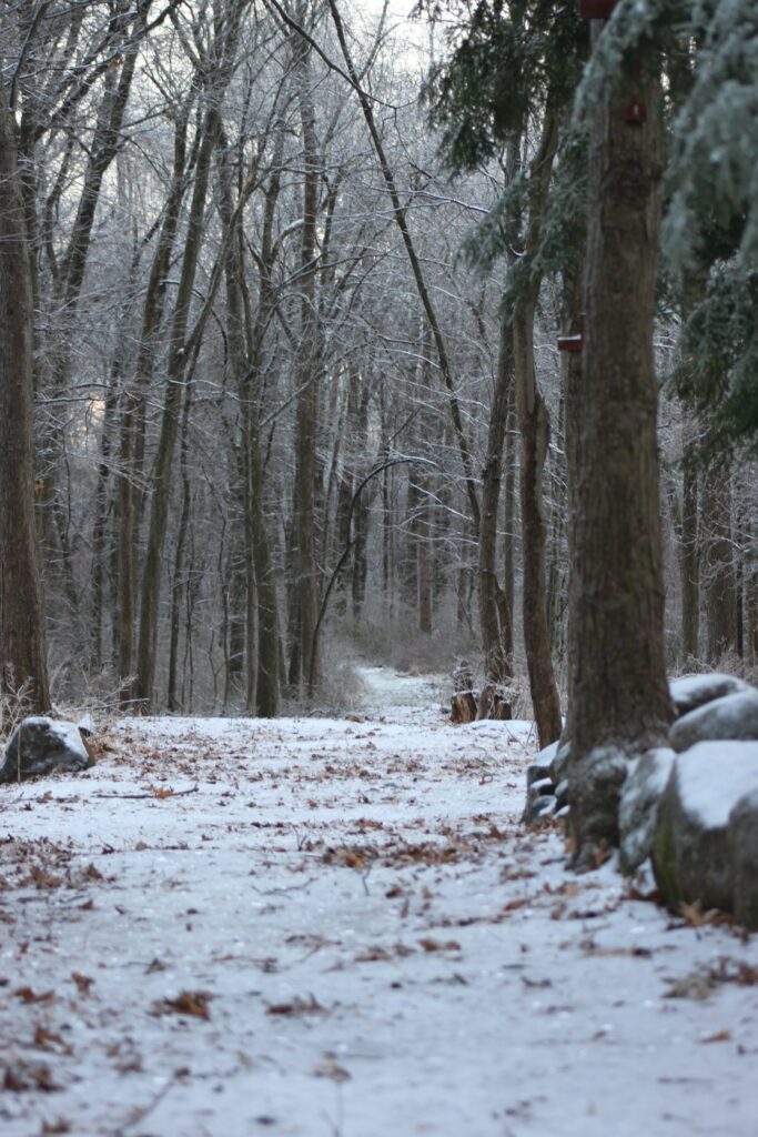 Serene snowy forest path in winter surrounded by tall leafless trees and soft natural light Wallpaper