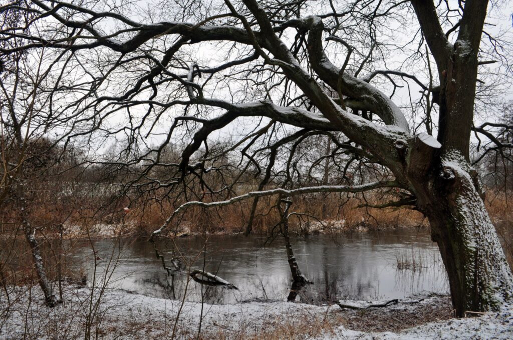 Winter landscape with large leafless tree over calm river snow dust on ground and branches Wallpaper