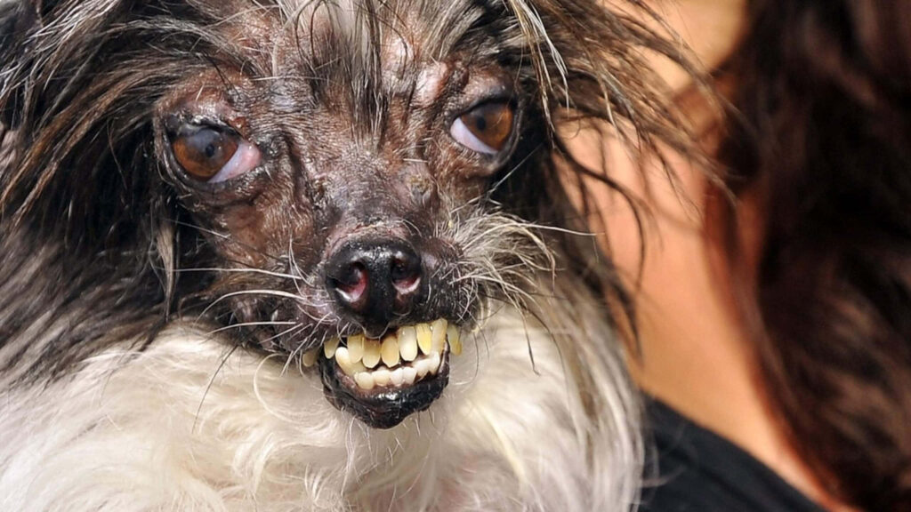 Quirky Dog Wallpaper: Unique Bald Head & Charming Expression