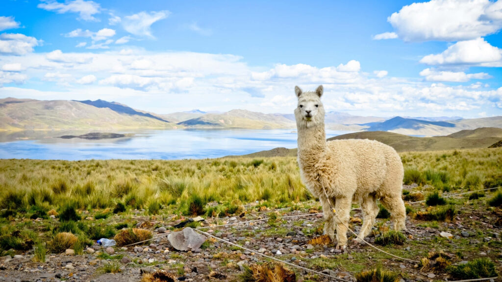 Quirky Llama Wallpaper: Humorous Pose in Serene Landscape