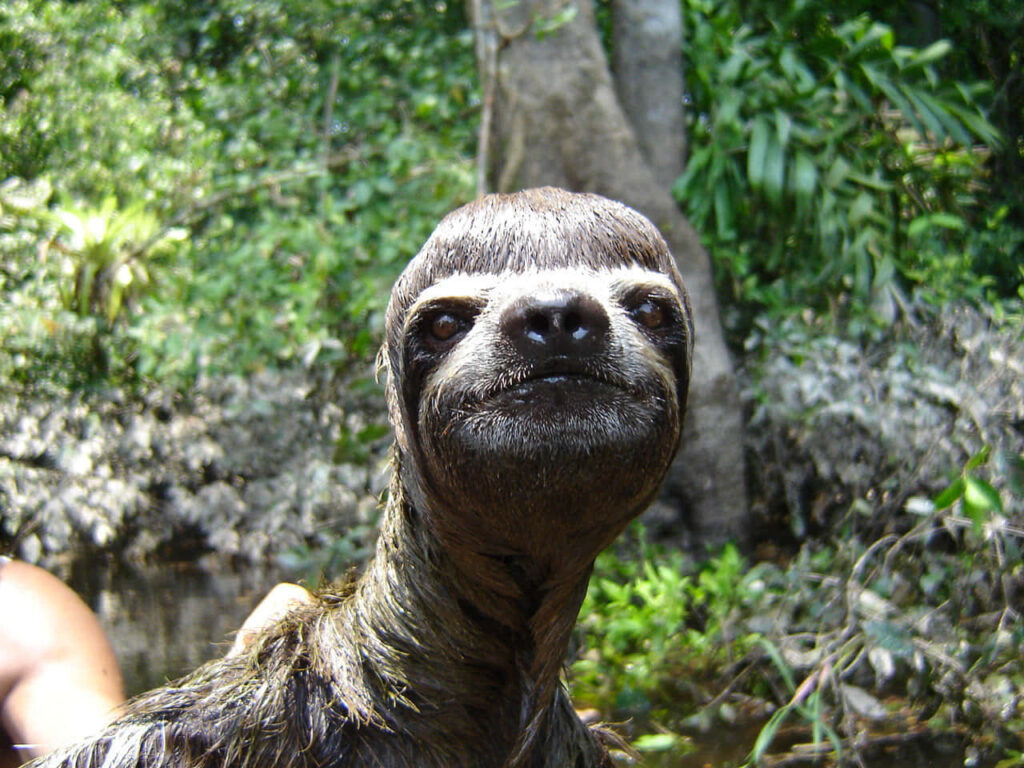 Funny Sloth with Quirky Hair in Lush Jungle Wallpaper