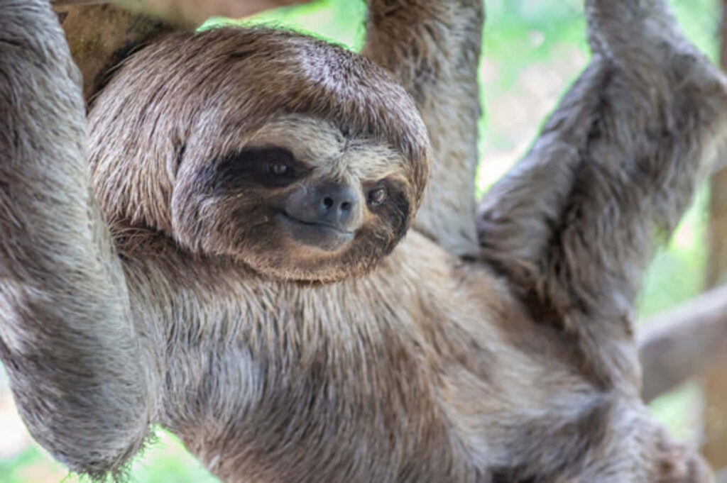 Quirky Sloth Wallpaper: Humorous Lush Green Background Image