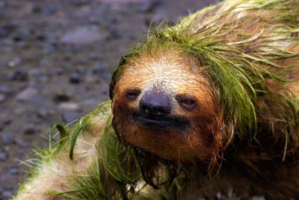 Whimsical Sleepy Sloth Wallpaper with Mossy Fur Charm