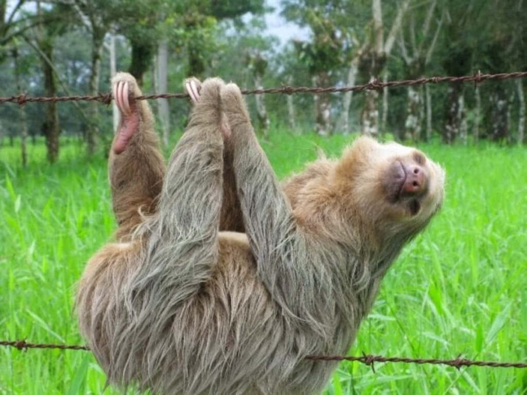 Lazy Sloth on Barbed Wire Fence: Quirky Scene in Lush Field Wallpaper