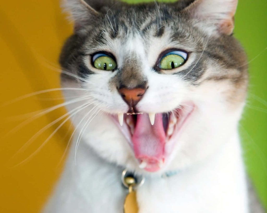 Close-up of quirky tabby cat with wide open mouth sharp fangs and green eyes on vibrant background Wallpaper