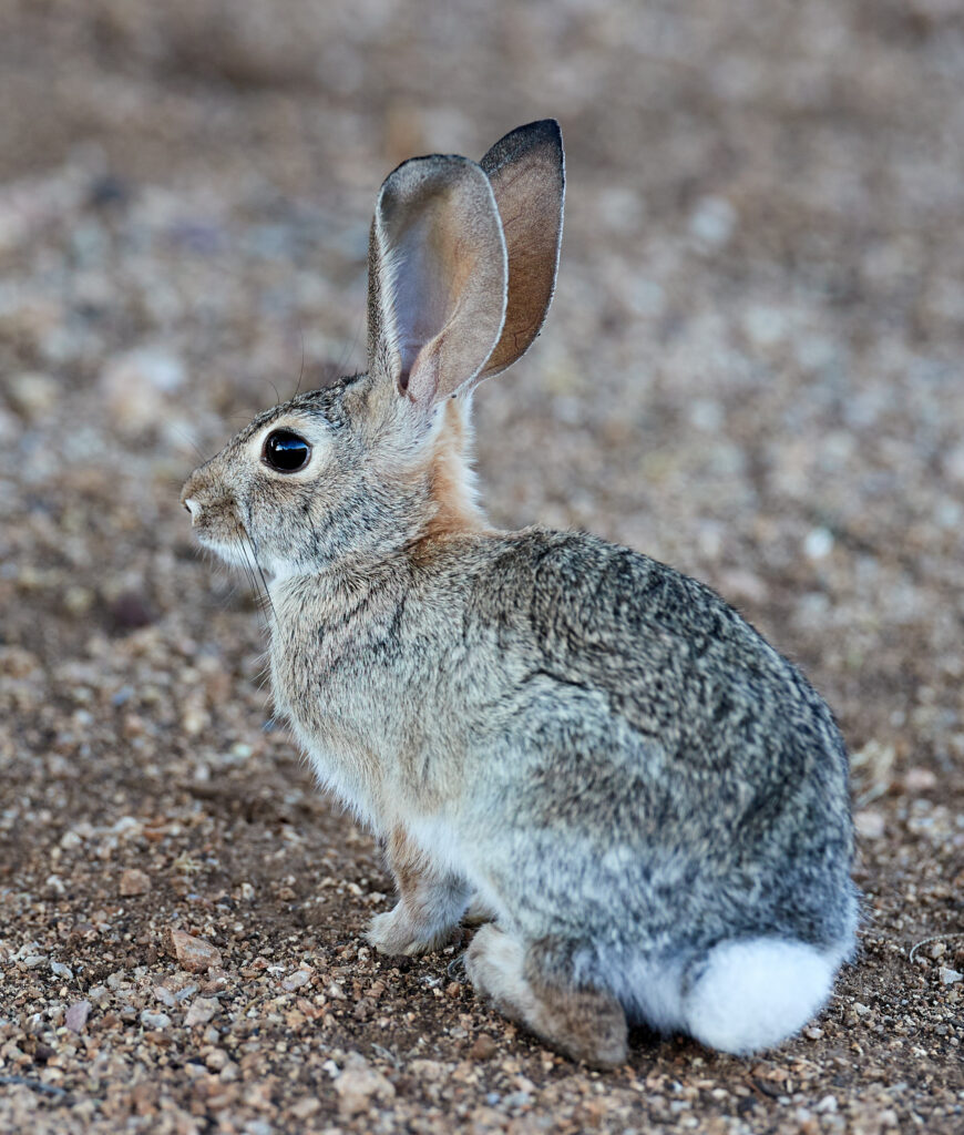 Detailed Rabbit Profile on Textured Earthy Ground - Nature Wallpaper