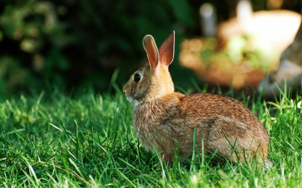 Rabbit in Vibrant Grass: 1920x1200 Nature Wallpaper