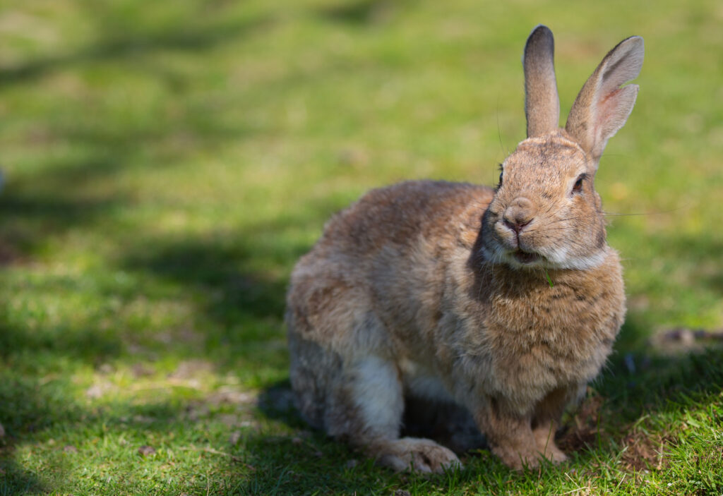 Rabbit on Lush Green Field: Gentle Expression in Soft Shadow Background Wallpaper