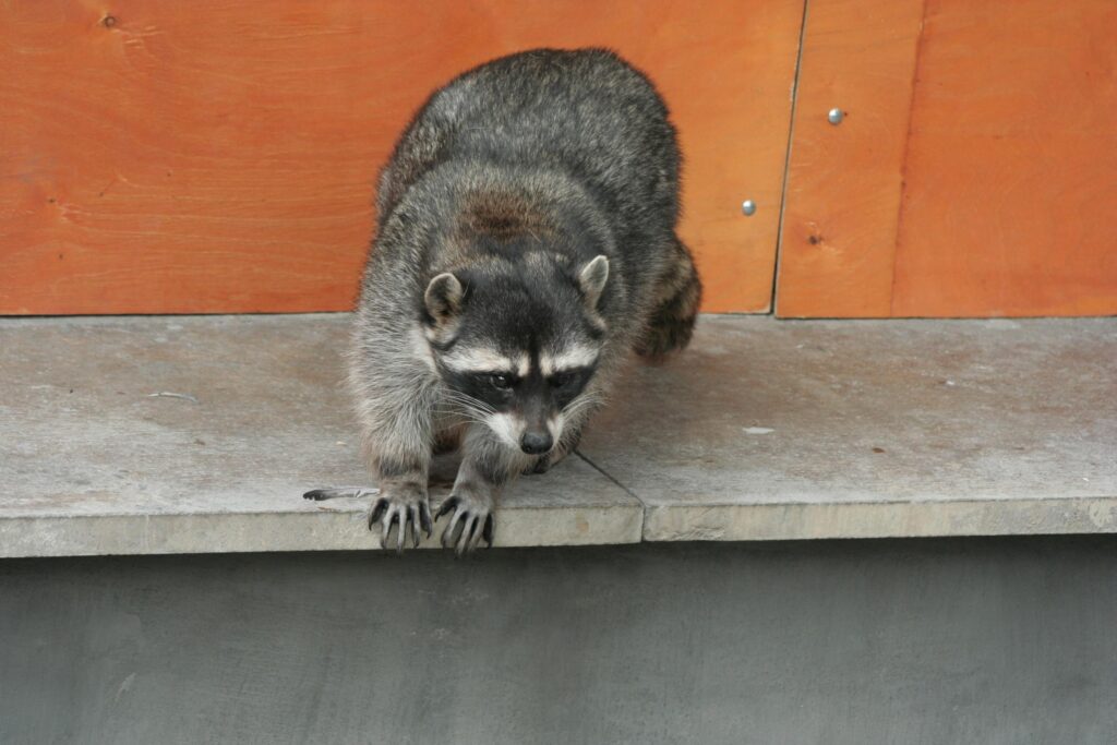 Raccoon Climbing Down Ledge - Stunning Fur Patterns & Wood Background Wallpaper