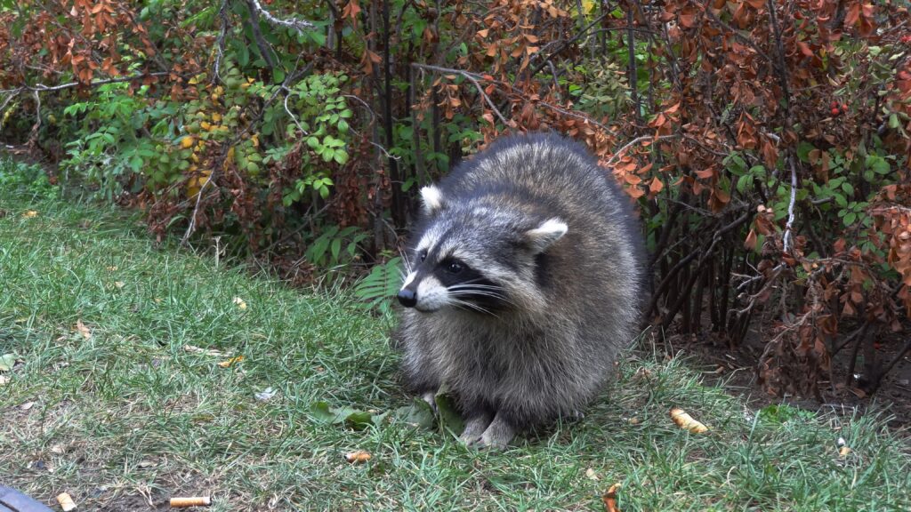 Charming Raccoon in Vibrant Forest Wallpaper - Nature Background
