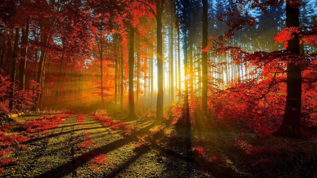 Autumn forest with radiant sun rays through fiery red leaves casting shadows on woodland floor Wallpaper