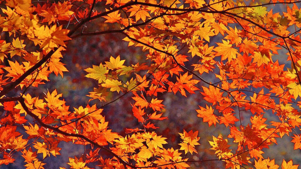 Radiant orange maple leaves glowing in warm sunlight vibrant autumn foliage wallpaper background