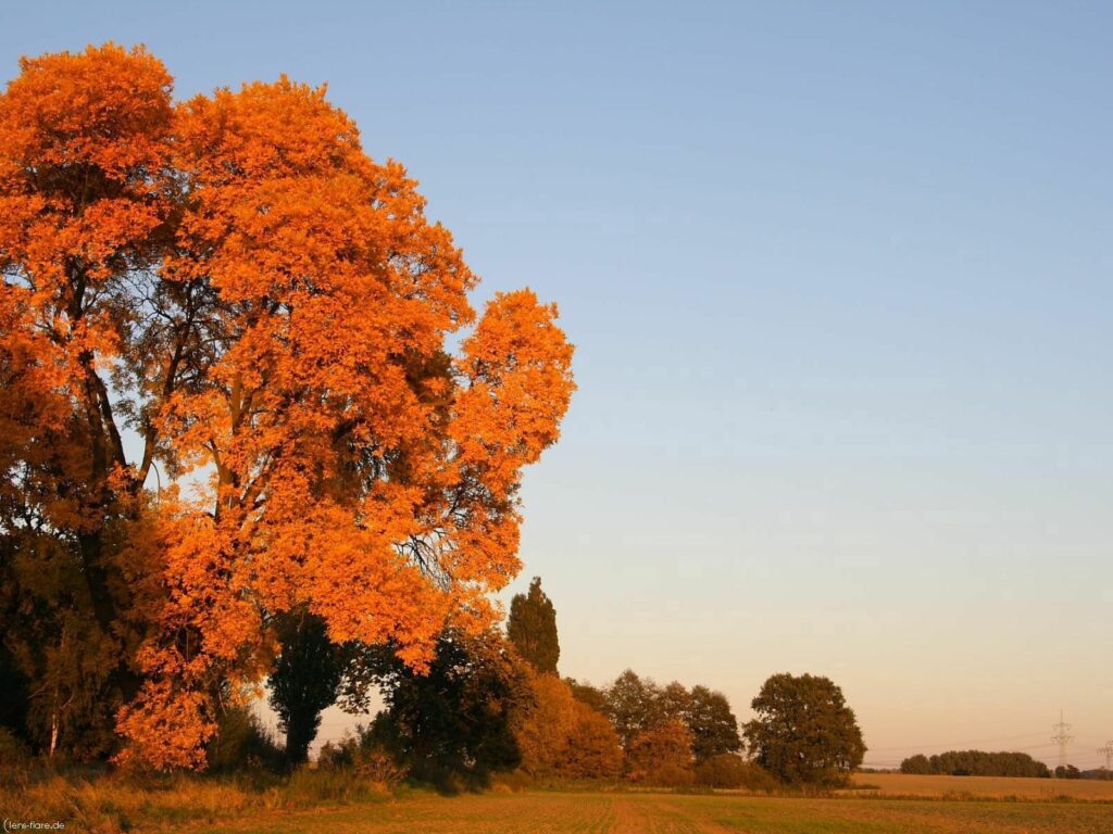 Vibrant autumn landscape with yellow orange leaves tall trees clear blue sky sunlit field background Wallpaper
