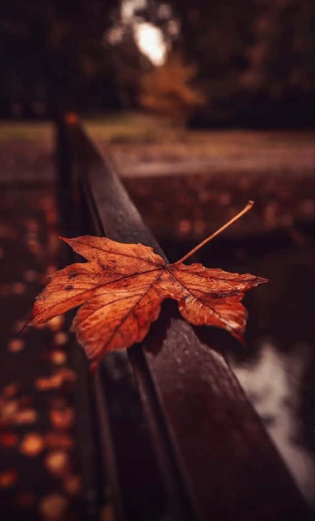 Radiant Warmth: Embracing Autumn's Blissful Hues Wallpaper