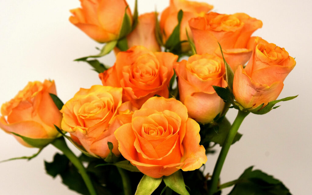 Radiant Orange Roses - A Beautiful Flower Wallpaper