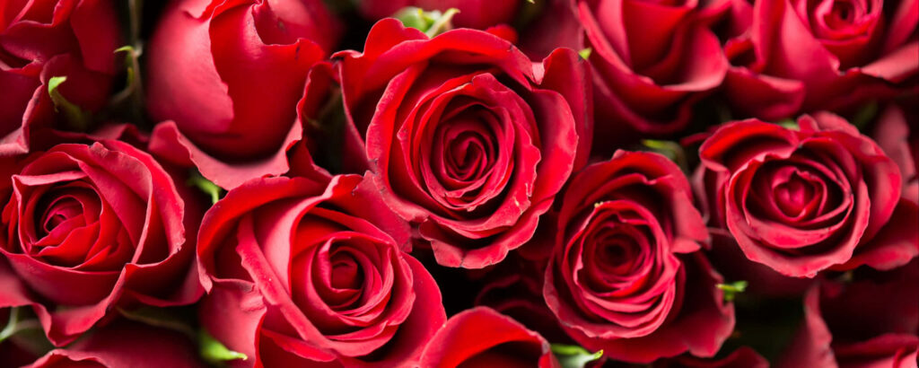 Captivating Fragrance: A Stunning Red Rose Stack on an Exquisite Ultra Wide HD Background Wallpaper