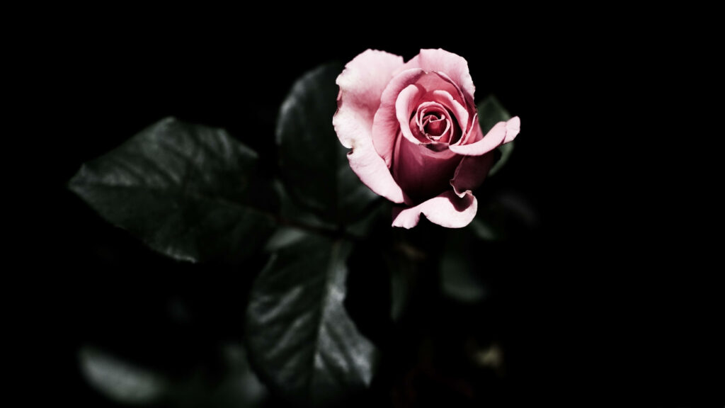 Brightly Blooming in Darkness: 4K Pink Rose Wallpaper