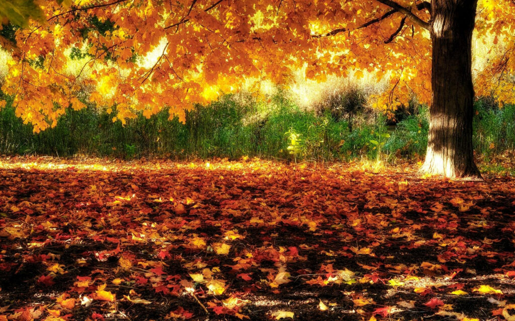 Radiant Fall Foliage: Basking in Sunlit Splendor Wallpaper