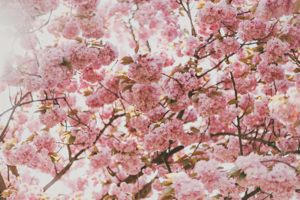 Pink Bliss: The Radiant Cherry Blossom in Full Bloom Wallpaper