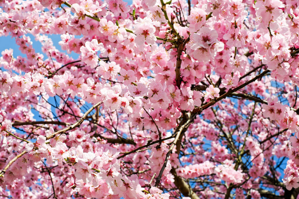 Radiant Pink Cherry Blossoms: Serene Blue Sky Wallpaper Background