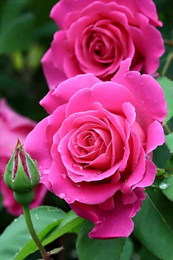 Radiant Pink Roses Blooming Gracefully in Sunlit Background Wallpaper