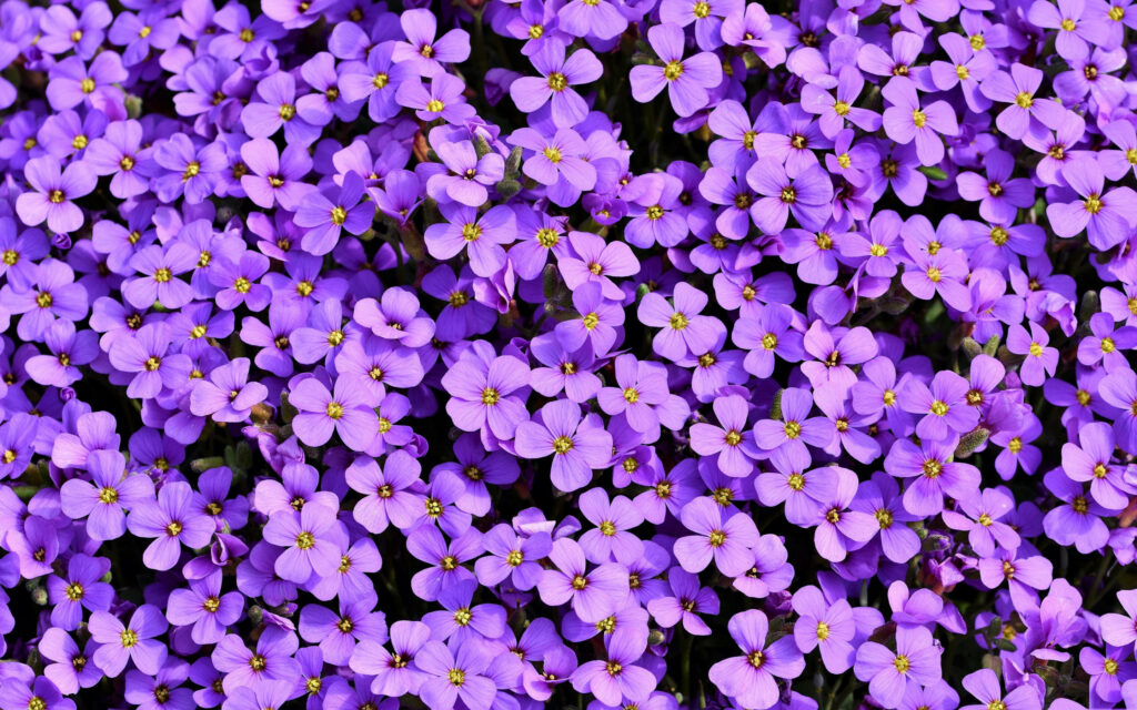 Close-up vibrant Aubrieta flowers purple lilac petals yellow centers spring wallpaper background