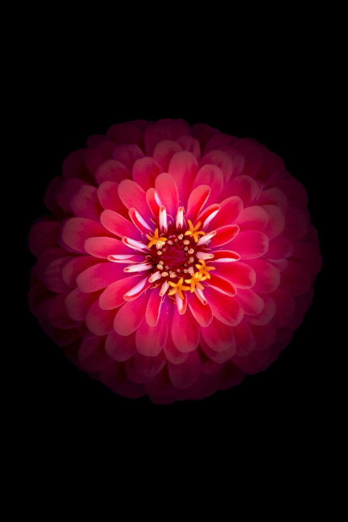 Glowing Floral Fantasy: Red Dahlia Flower Shines on Enchanting Black Apple Background Wallpaper