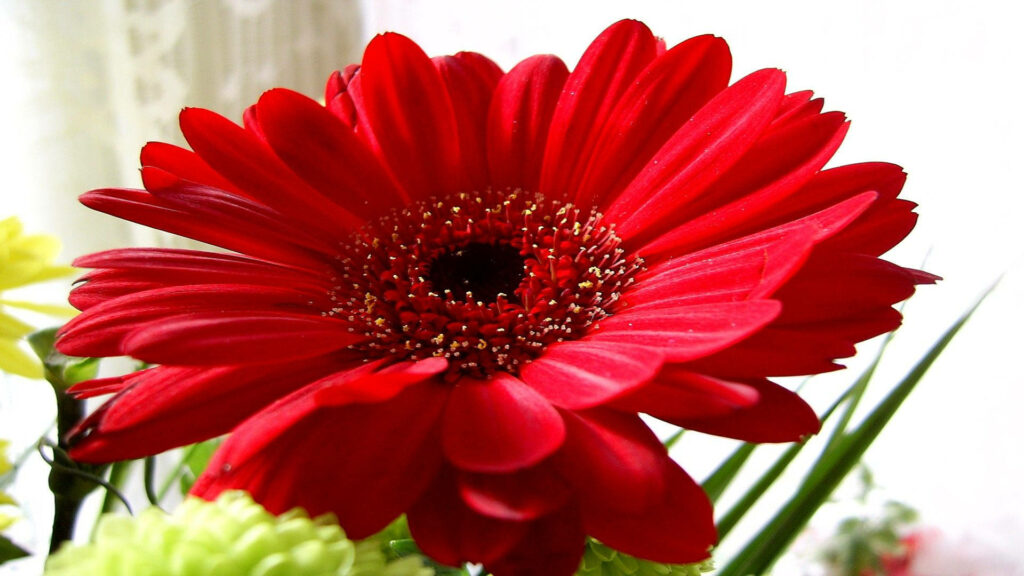 Close-up of vibrant red Gerbera daisy with detailed center and soft green background wallpaper
