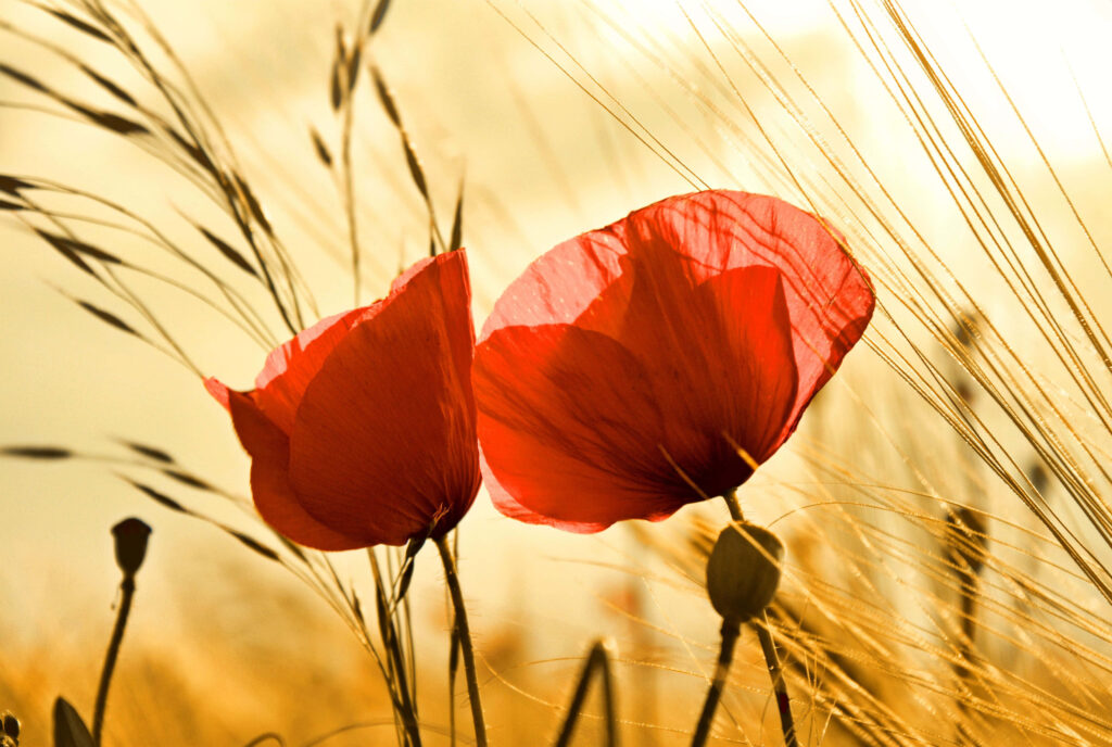 Vibrant Red Poppies with Yellow Centers: Stunning Wallpaper Background