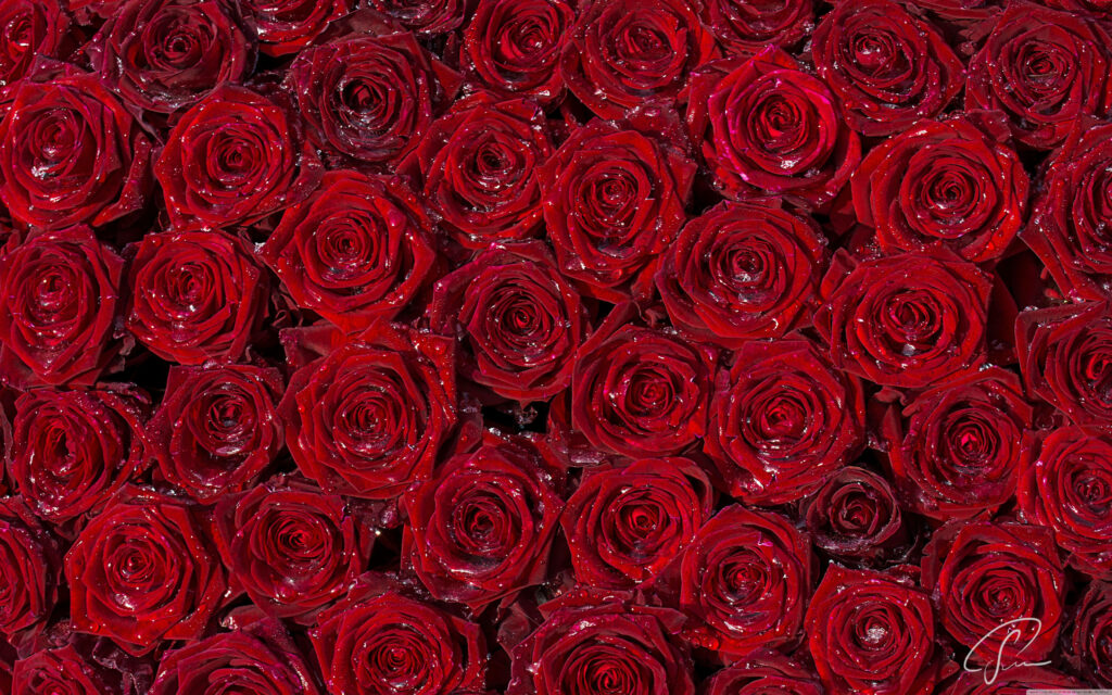 4K wallpaper of deep red roses with velvet petals and delicate dew drops for romantic desktop background