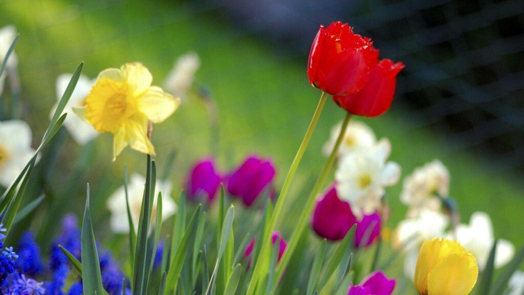 Crimson Elegance: Vibrant Tulips Amidst an Exquisite Garden Wallpaper