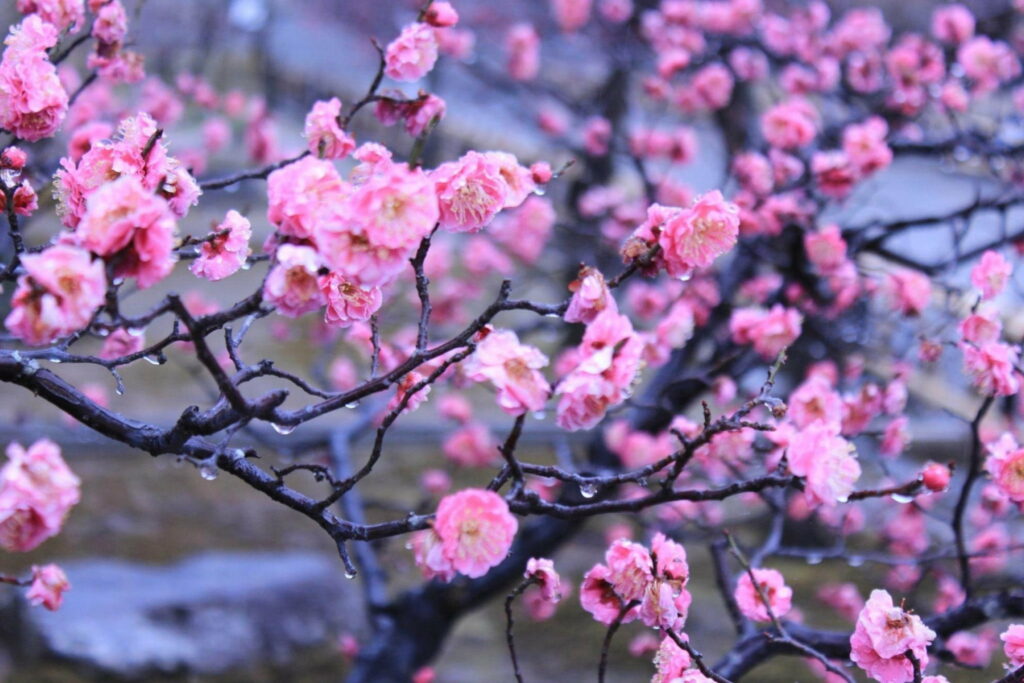 Spring Splendor: A Blossoming Sakura Tree in Pink Shades - Captivating HD Wallpaper