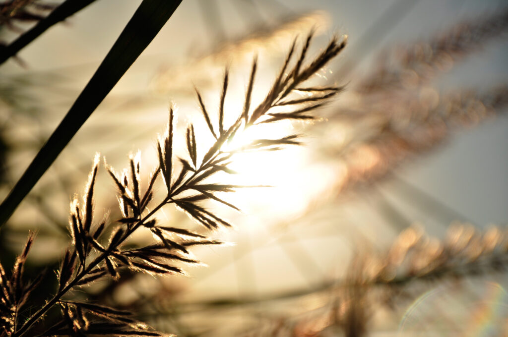 Delicate branch backlit by warm sunbeam with golden hues and soft glare on serene sky wallpaper