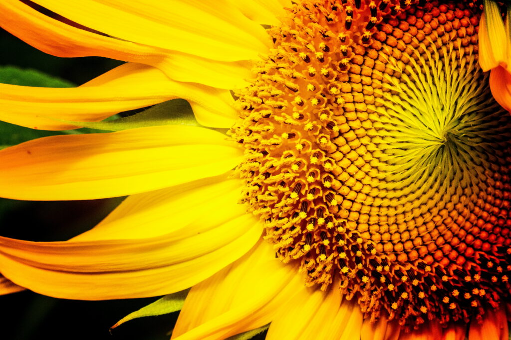 Vibrant sunflower macro with golden petals and detailed seed center brightening desktop background Wallpaper