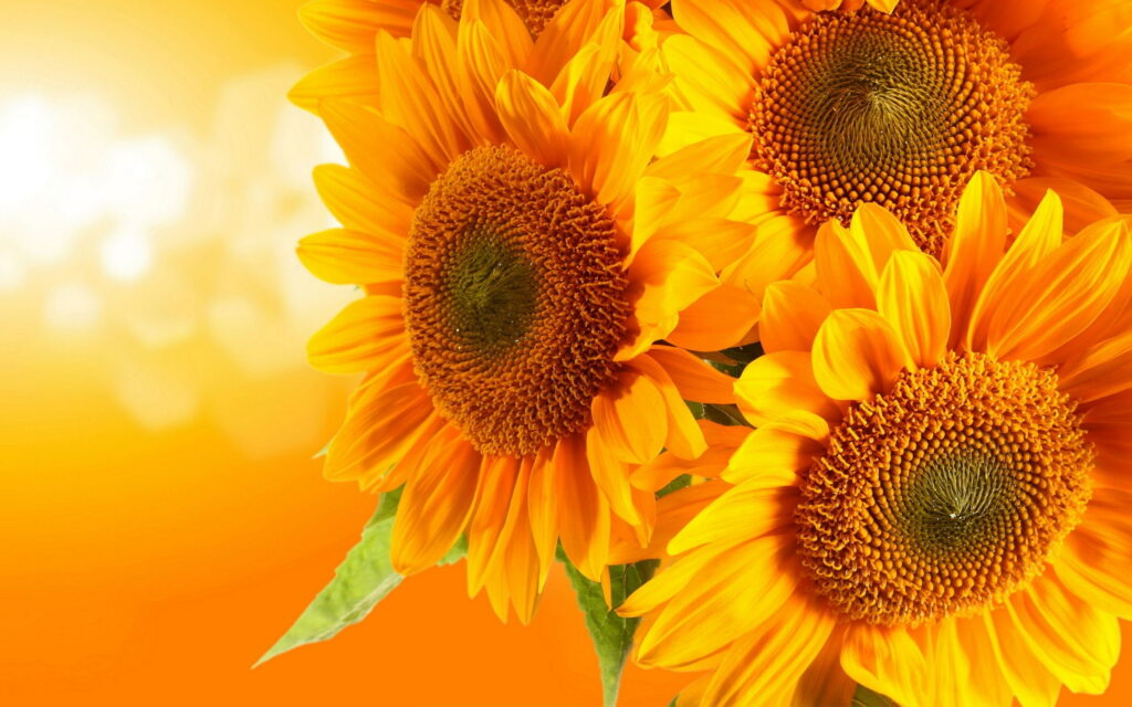 Radiant Sunflowers: Stunning Ultra HD Wallpaper for Desktop and QHD Background Photo