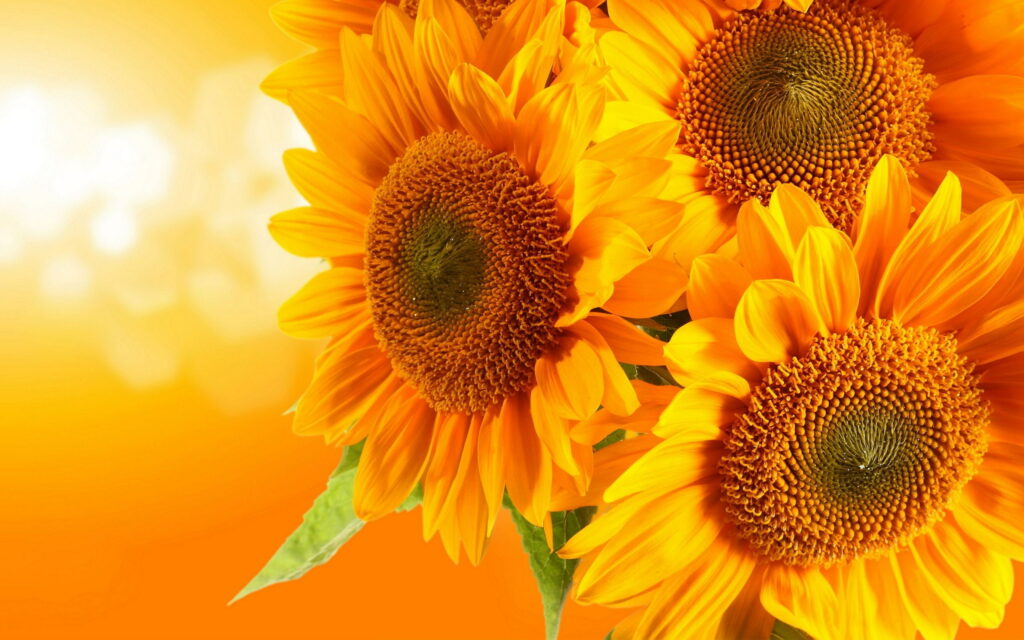 Three vibrant sunflowers in full bloom with golden bokeh QHD floral wallpaper background