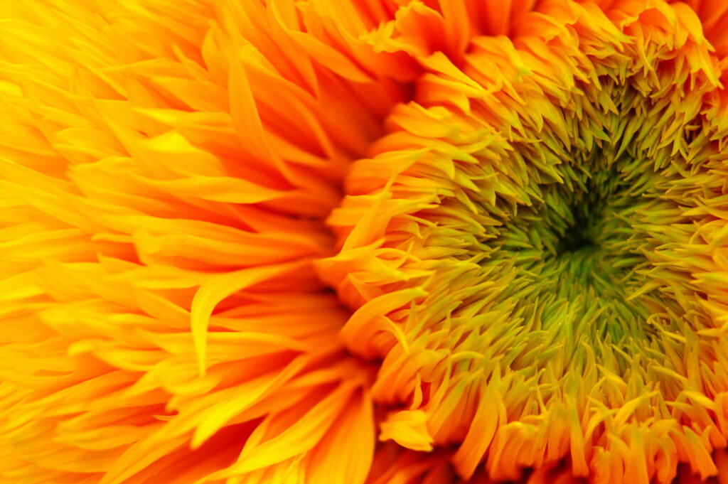 Sun-kissed Bloom: Micro Shot Photography of a Luminous Yellow Sunflower on a Stunning Wallpaper Background