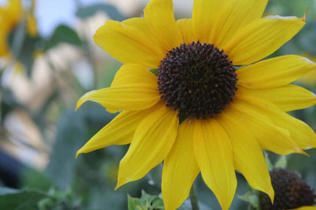 Vibrant Sunflower Wallpaper: Bright Yellow Petals & Soft Background
