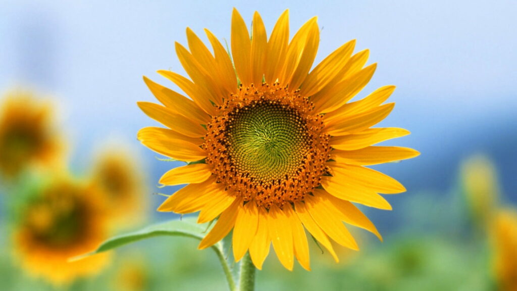 Sunflower Splendor: A Selective Focus HD Wallpaper of Vibrant Flowers
