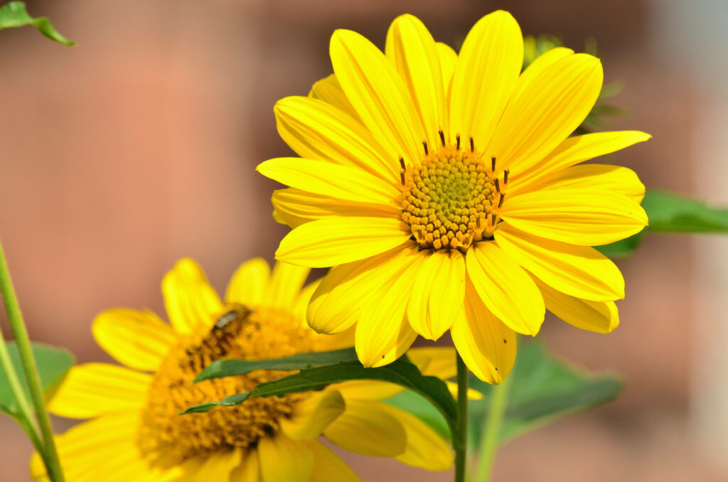 Burst of Sunshine: Up-Close View of Vibrant Yellow Sunflowers against a Radiant Background Wallpaper