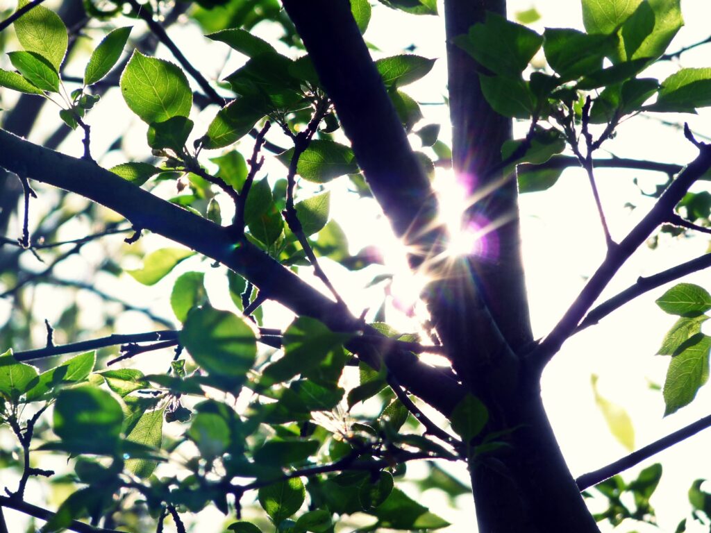 Sunlight shining through green leaves casting bright light on tree trunk vibrant nature wallpaper